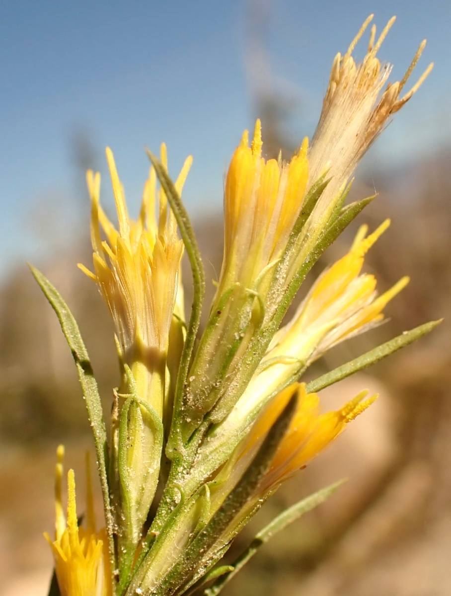 Ericameria parryi image