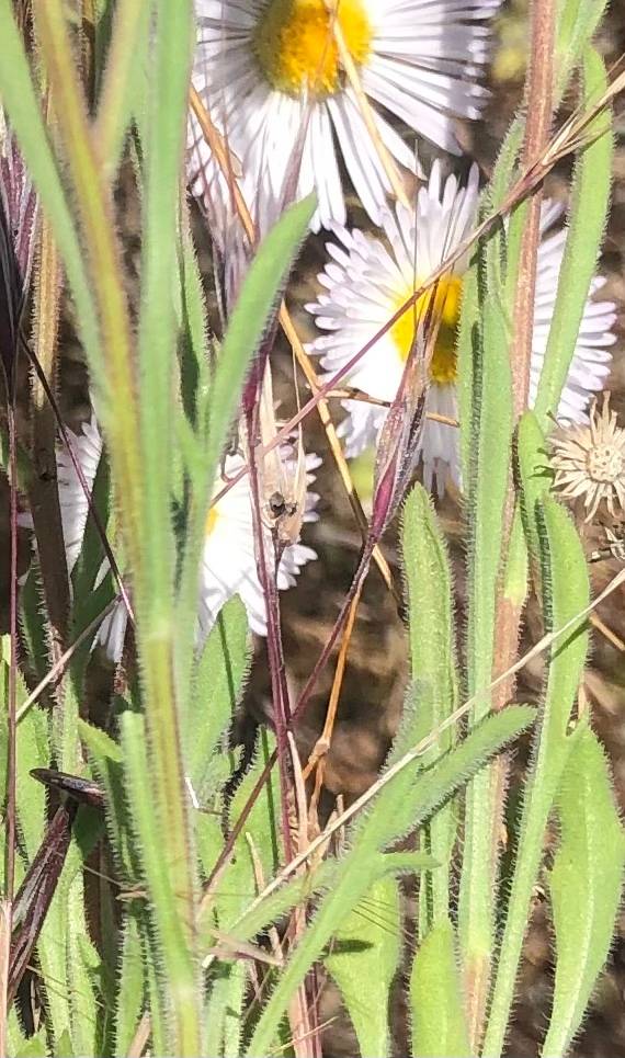 Erigeron divergens image