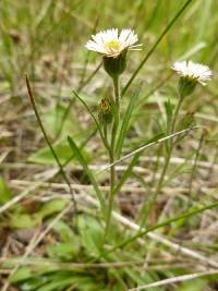 Image of Erigeron lonchophyllus