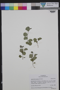 Amelanchier utahensis image