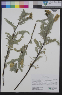 Astragalus pycnostachyus var. pycnostachyus image
