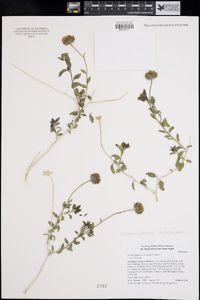 Encelia frutescens image