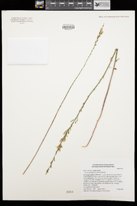 Stephanomeria virgata image