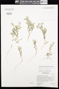 Cryptantha barbigera image