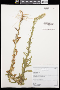 Laennecia coulteri image