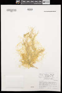 Cuscuta californica var. papillosa image