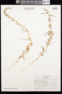 Amaranthus fimbriatus image