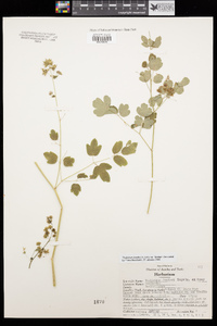 Thalictrum fendleri image