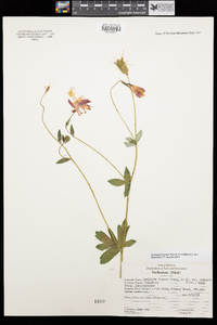 Aquilegia formosa image