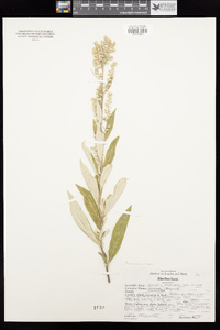 Artemisia douglasiana image