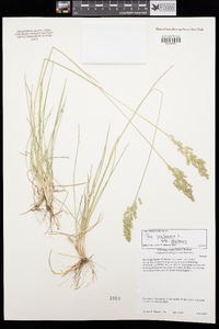 Poa pratensis subsp. pratensis image