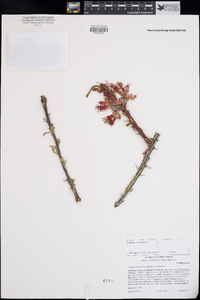 Fouquieria splendens subsp. splendens image