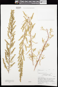 Artemisia dracunculus image