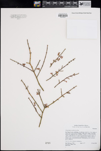 Phoradendron californicum image