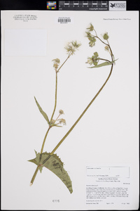 Sonchus oleraceus image