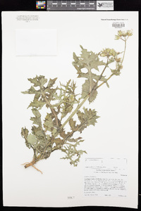 Sonchus oleraceus image