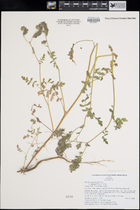 Phacelia ramosissima image