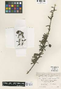 Lippia rosmarinifolia image