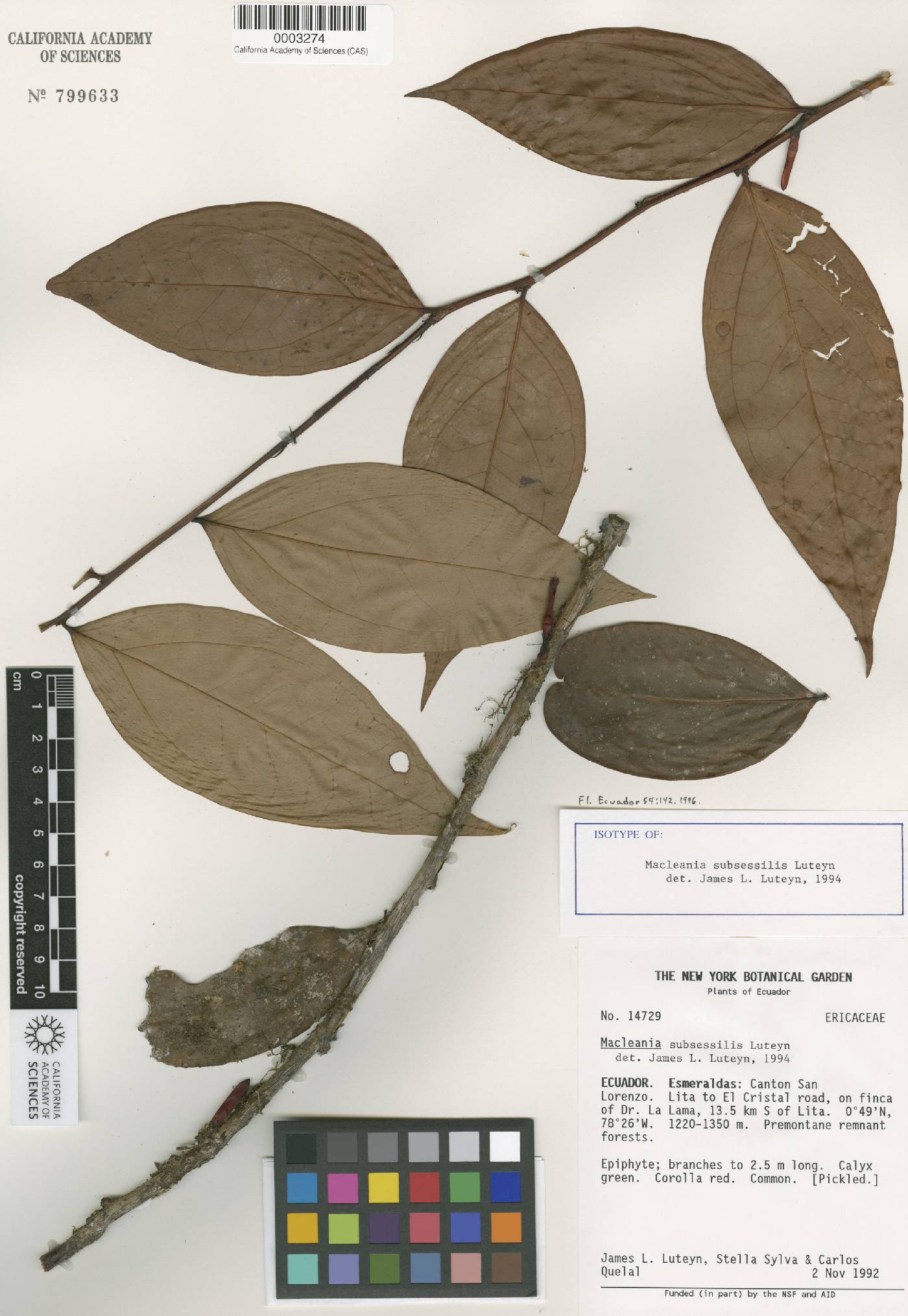 Macleania subsessilis image