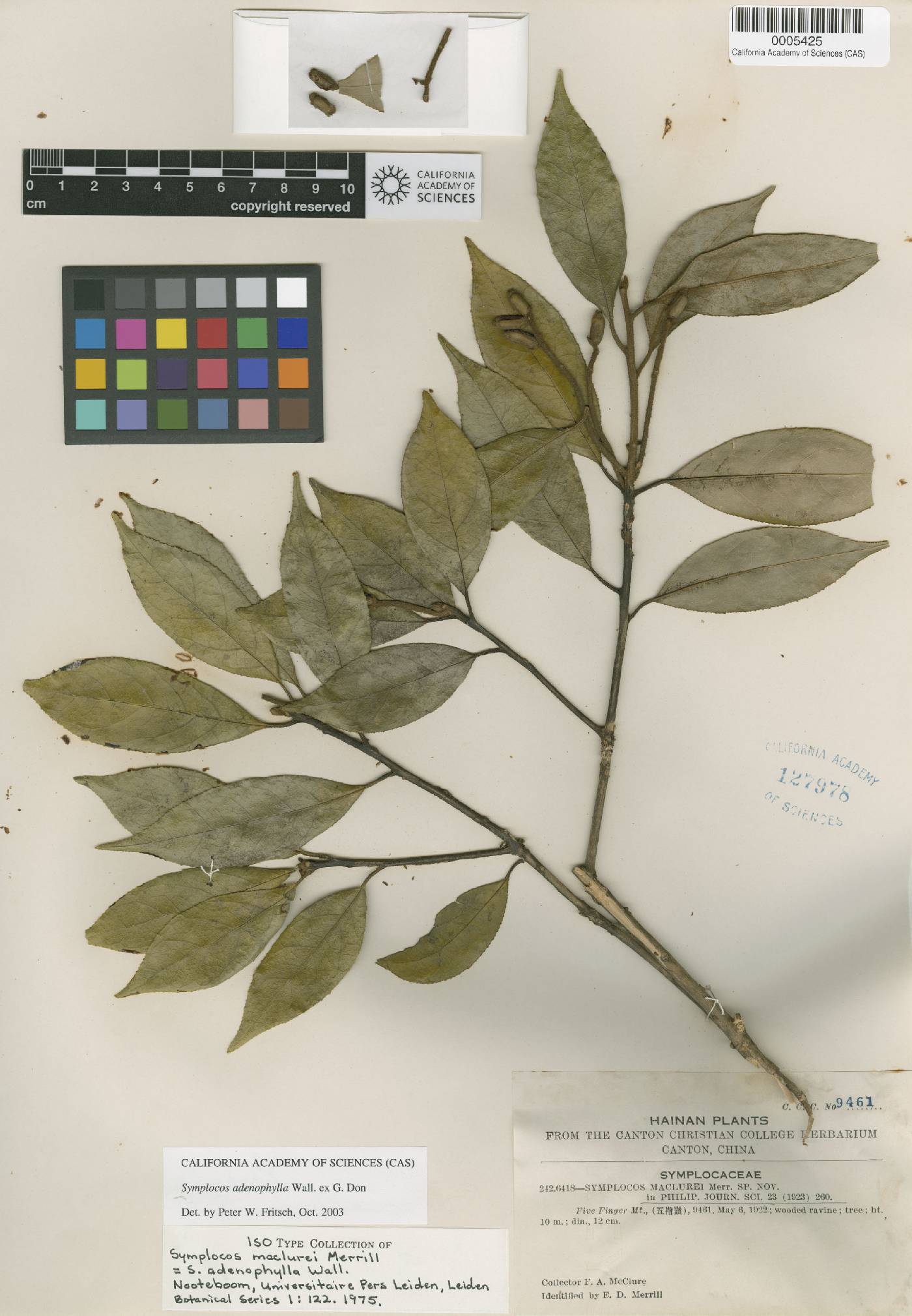 Symplocos adenophylla image
