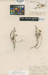 Oenothera hartwegii subsp. filifolia image