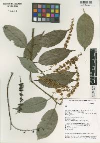 Image of Itea kiukiangensis