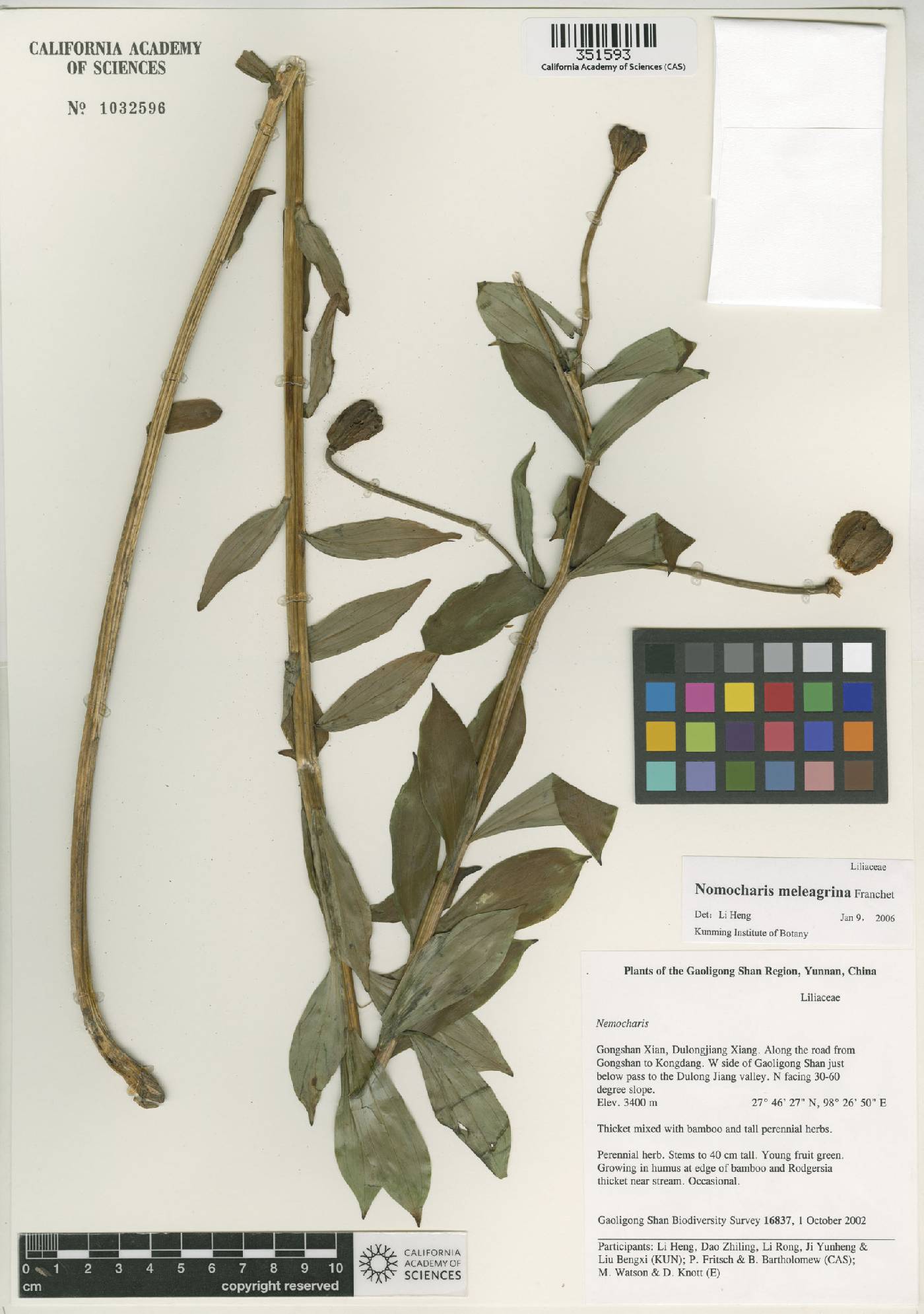 Lilium meleagrinum image