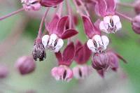 Asclepias cordifolia image