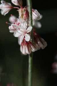 Eriogonum wrightii image