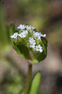 Valerianella locusta image