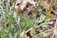 Eschscholzia californica image