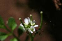 Cardamine oligosperma image