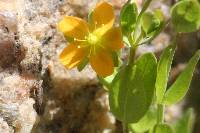 Hypericum anagalloides image