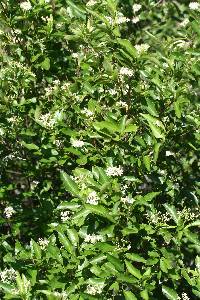 Cornus glabrata image