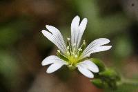 Cerastium arvense image