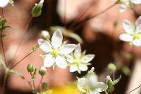 Minuartia californica image