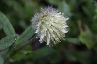 Trifolium longipes image