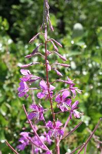 Chamerion angustifolium image