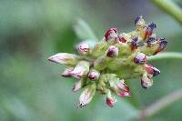 Hosackia crassifolia image