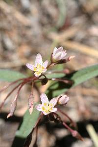 Claytonia lanceolata image