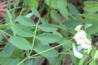 Lathyrus torreyi image