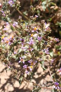 Eurybia integrifolia image