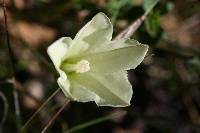 Calystegia occidentalis image