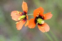 Papaver heterophyllum image