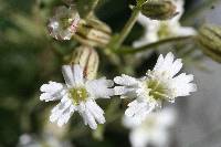 Silene sargentii image