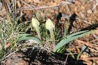 Allium falcifolium image