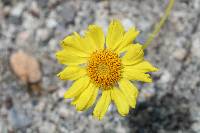 Encelia actoni image