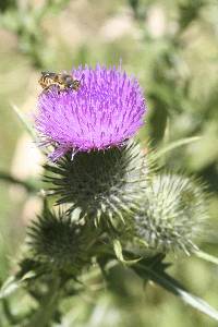 Cirsium vulgare image