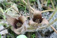 Asarum hartwegii image