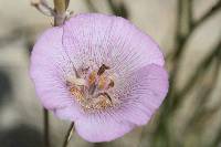 Calochortus striatus image